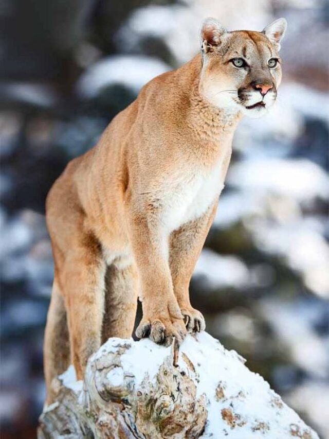 10 Incredible Cougar Facts