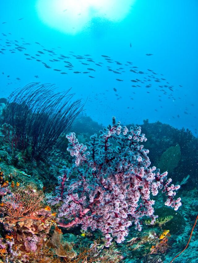 10 Most Stunning Coral Reefs in the World - Satbir Dhull