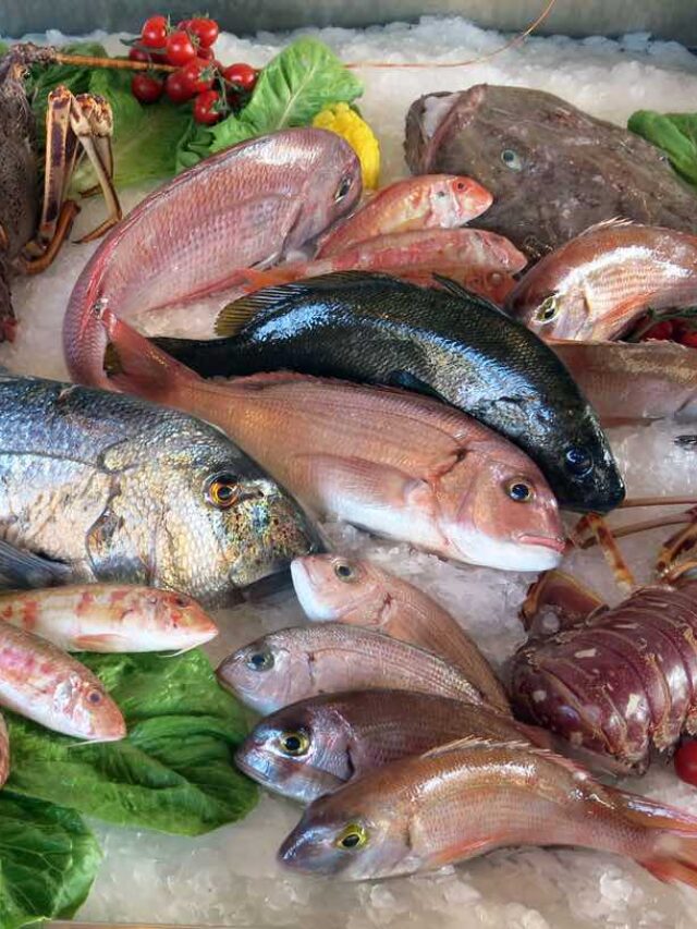 the-10-most-expensive-fish-that-are-tasty-to-eat-satbir-dhull