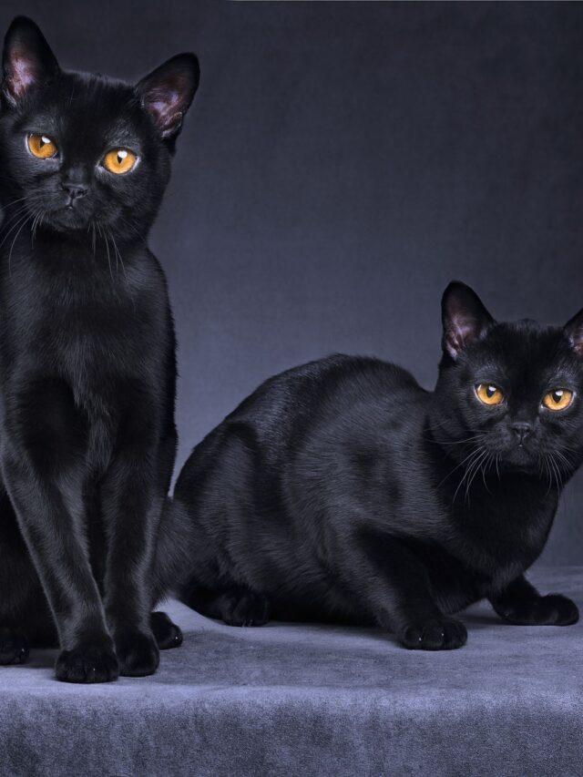 Little Known Facts about Black Cats